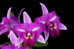 Laeliocattleya Miss Wonderful Dark Beauty AM/AOS 88 pts. Flower